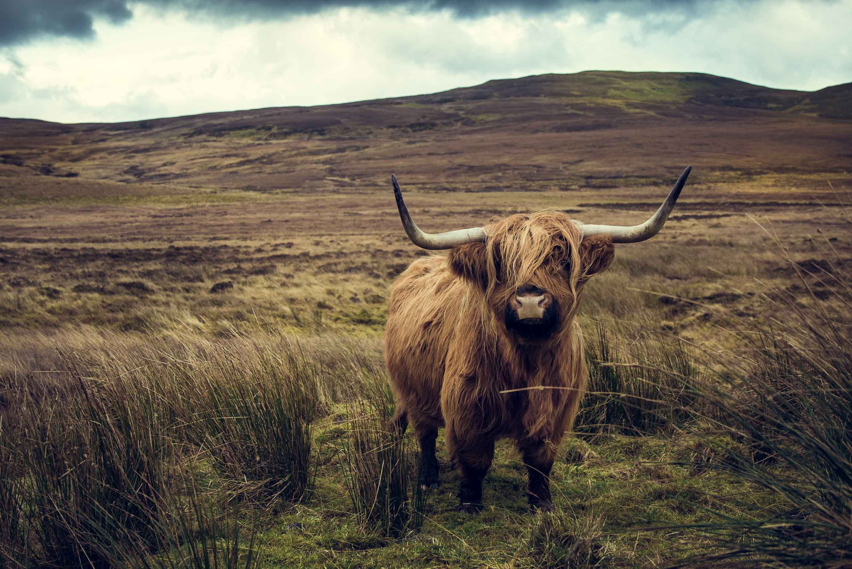 Écosse Ile de Skye montagne mer loch ness nessie taureau Scotland Inverness bull
