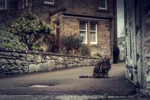 Écosse Scotland chat cat Inverness Ile de Skye montagne mer loch ness nessie