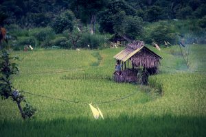 Bali, Amed, rice terrace, montagne, jungle, rizière, culture, Indonésie, Indonesia, Denpasar, Ubud, singe