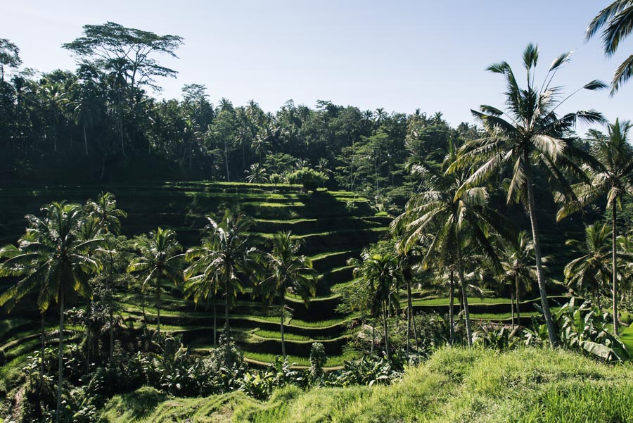 rizière Bali