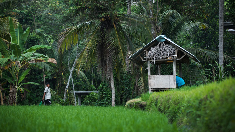 rizière Ubud Bali